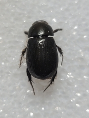 Dyscinetus morator