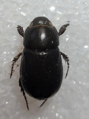 Dyscinetus morator