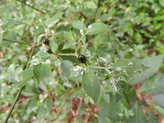Capsicum annuum glabriusculum