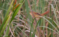Limnoctites sulphuriferus