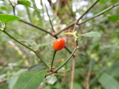 Capsicum annuum glabriusculum