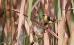 Pseudocolopteryx flaviventris