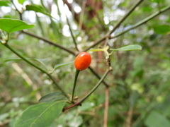 Capsicum annuum glabriusculum