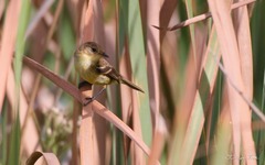 Pseudocolopteryx flaviventris