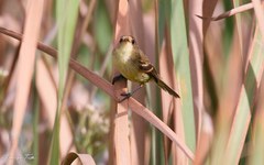 Pseudocolopteryx flaviventris