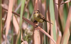 Pseudocolopteryx flaviventris