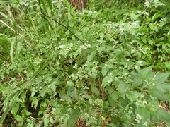 Capsicum annuum glabriusculum