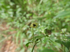 Capsicum annuum glabriusculum