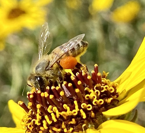 iNaturalist observation photo of Western Honey Bee