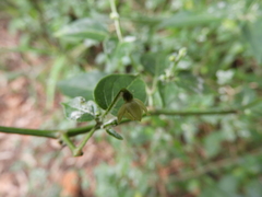 Capsicum annuum glabriusculum