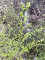 Aloysia gratissima