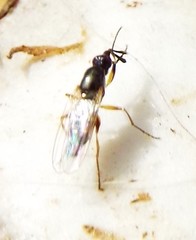 Prochyliza xanthostoma