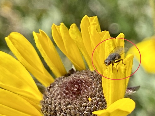 iNaturalist observation photo of Flies