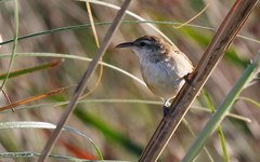 Curve-Billed Reedhaunter photo 2