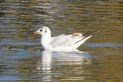 Chroicocephalus ridibundus