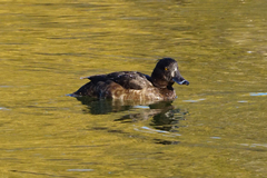 Aythya fuligula