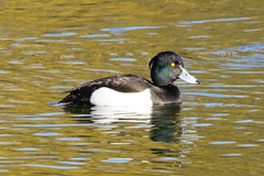 Aythya fuligula
