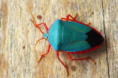 Edessa rufomarginata