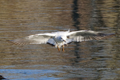 Chroicocephalus ridibundus