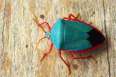 Edessa rufomarginata