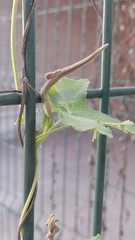 Aristolochia pentandra