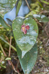Pleurothallis matudana