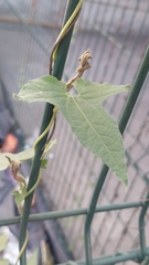 Aristolochia pentandra