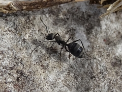 Camponotus micans