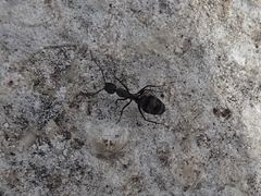 Camponotus micans
