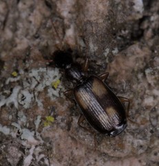 Calodromius spilotus