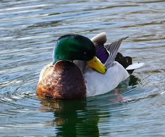 Anas platyrhynchos