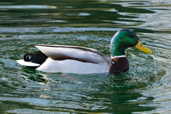 Anas platyrhynchos