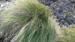 Festuca petraea