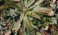 Plantago lanceolata