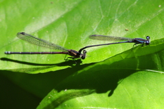 Argia indicatrix