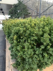 Taxus cuspidata