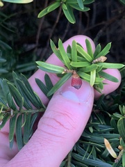 Taxus cuspidata