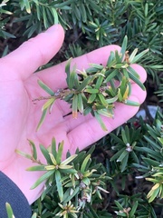 Taxus cuspidata