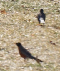 Turdus migratorius