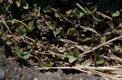 Trifolium repens