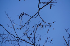 Robinia pseudoacacia