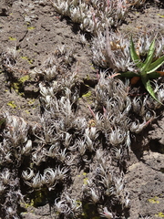 Tillandsia mitlaensis