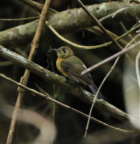 Sulphur-rumped Myiobius (Myiobius sulphureipygius), photo 3