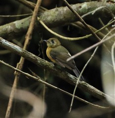 Myiobius sulphureipygius