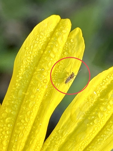 iNaturalist observation photo of Non-biting Midges