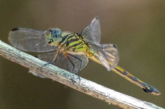 Cannaphila