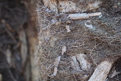 Toxicodendron radicans