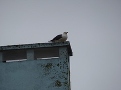 Larus fuscus