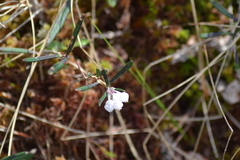 Andromeda polifolia glaucophylla