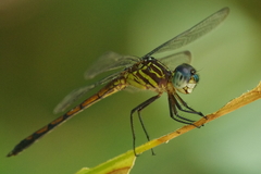 Cannaphila